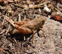 Melanoplus oreophilus