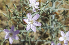 Stephanomeria exigua exigua