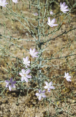 Stephanomeria exigua exigua