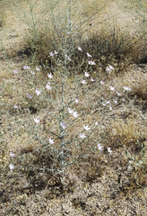 Stephanomeria exigua exigua