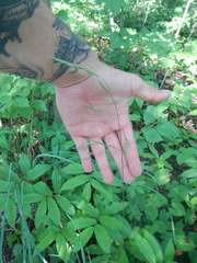 Bromus pubescens