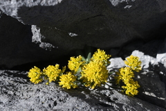 Draba aureola