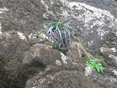 Celmisia major major