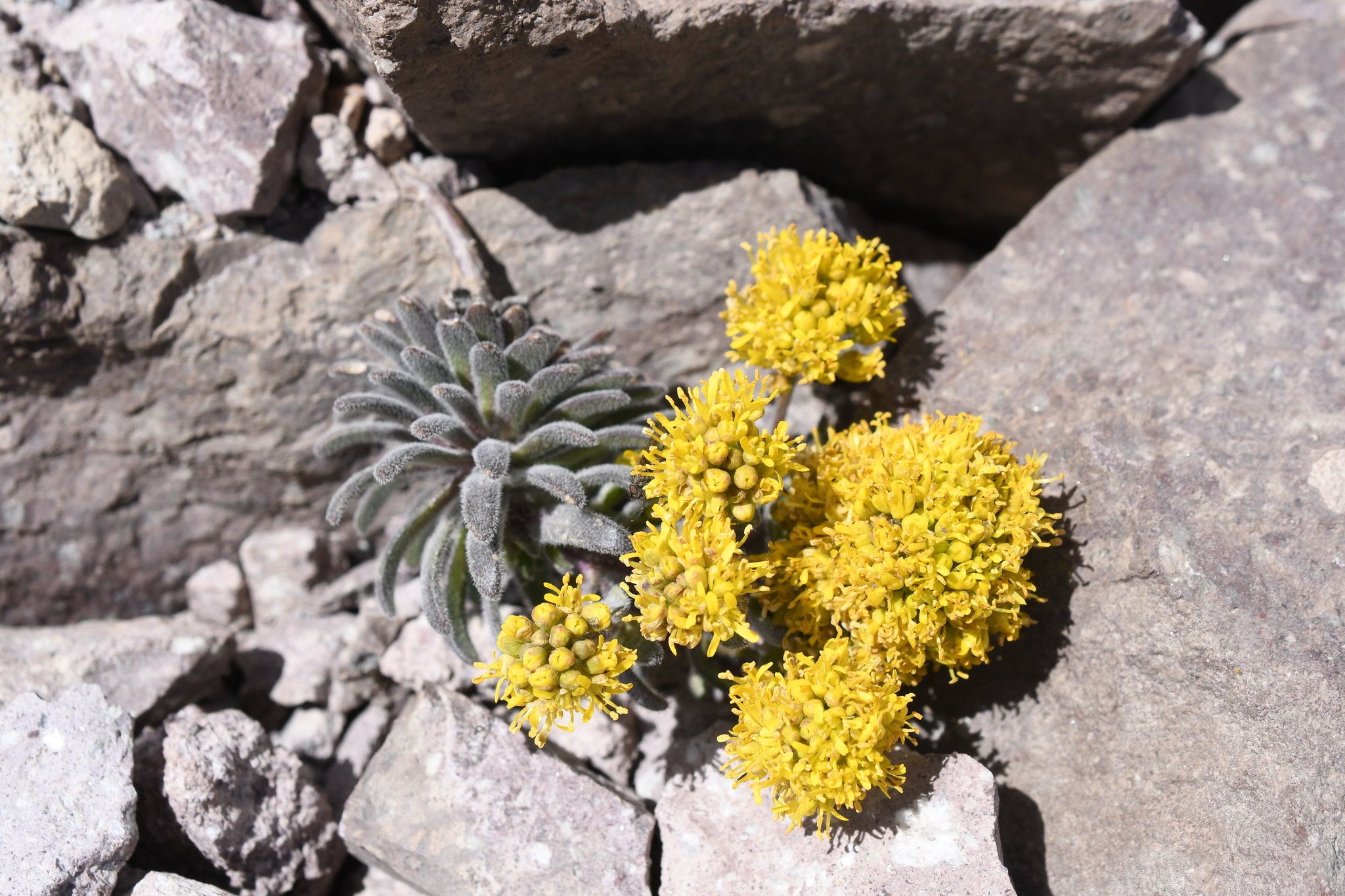 Draba aureola