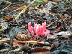 Clavaria rosea