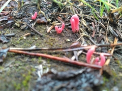 Clavaria rosea