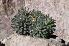 Draba aureola