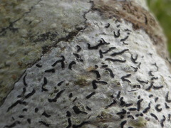 Leiorreuma explicans