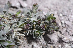 Boechera breweri