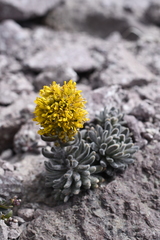 Draba aureola