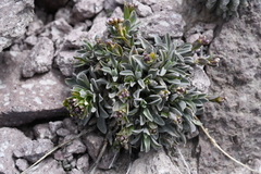 Boechera breweri