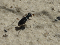 Cicindela abdominalis