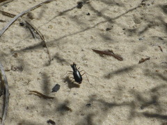 Cicindela abdominalis