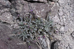 Boechera breweri