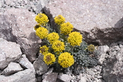 Draba aureola