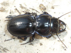 Pasimachus strenuus