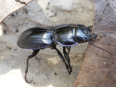 Pasimachus strenuus