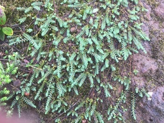 Pimelea prostrata