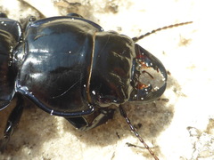 Pasimachus strenuus