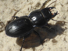 Pasimachus strenuus