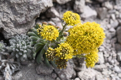 Draba aureola