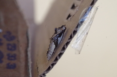 Ascia monuste orseis