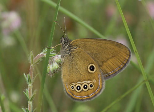 False Ringlet