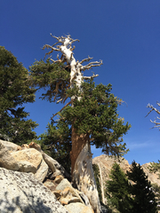 Pinus balfouriana austrina