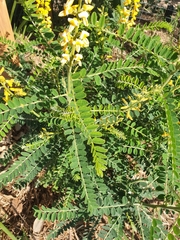 Sophora fraseri