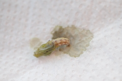 Ascia monuste orseis