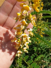 Sophora fraseri