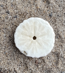 Echinarachnius parma