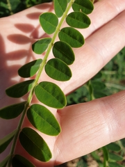 Sophora fraseri