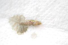 Ascia monuste orseis