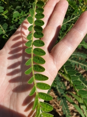 Sophora fraseri