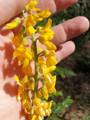 Sophora fraseri