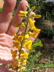 Sophora fraseri