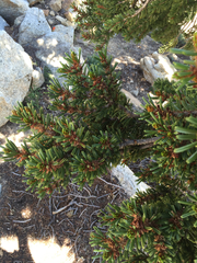 Pinus balfouriana austrina