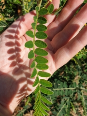 Sophora fraseri