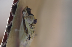 Ascia monuste orseis