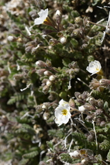 Polemonium pulcherrimum shastense
