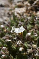 Polemonium pulcherrimum shastense