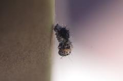 Ascia monuste orseis