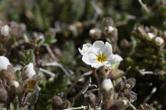Polemonium pulcherrimum shastense