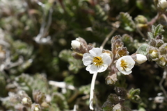 Polemonium pulcherrimum shastense