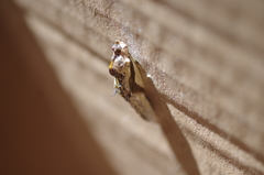 Ascia monuste orseis