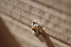 Ascia monuste orseis