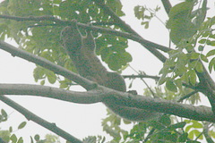 Callosciurus notatus