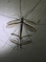 Tipula sayi