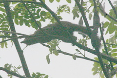 Callosciurus notatus